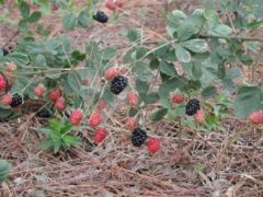 Ripening dewberries at Pamplico, South Carolina