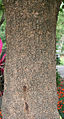 trunk in Kolkata, West Bengal, India.
