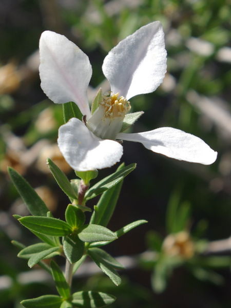 File:Fendlera rupicola flower1.jpg