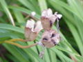 Thumbnail for version as of 05:42, 20 February 2008