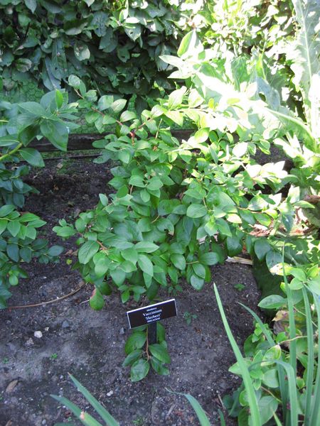 File:IMG 0412 nybg09.jpg
