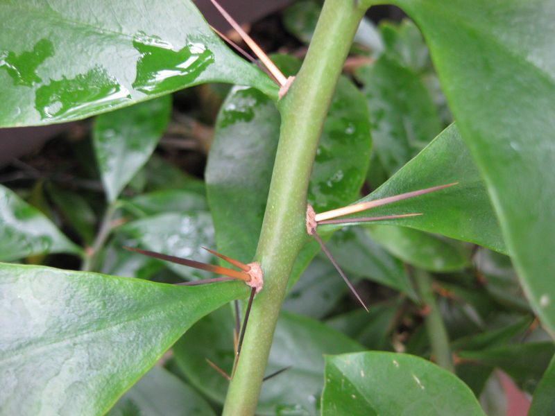 File:IMG 0954 bbg09.jpg