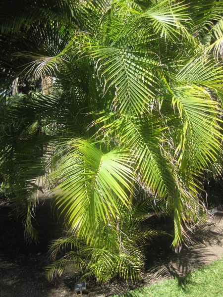 File:IMG 2090 hunt0903.jpg