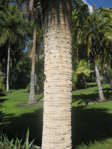 File:IMG 2112 hunt0903.jpg
