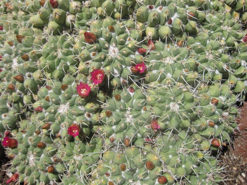 File:IMG 2253 hunt0903.jpg