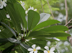 Leaves in Kolkata, West Bengal, India.