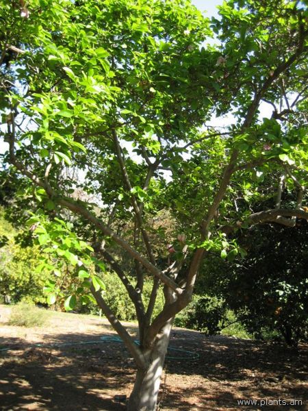 File:Magnolia-x-soulangeana-san jose-IMG 0761 hunt07.jpg
