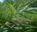 Reed stems in flower, in France