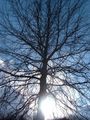 Pin oak form, with ascending upper branches and drooping lower branches