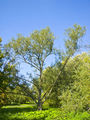 Thumbnail for version as of 06:42, 17 November 2007