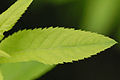 Thumbnail for version as of 09:09, 29 April 2025