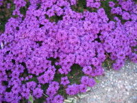 Purple Verbena