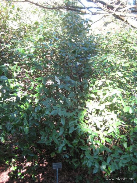 File:Viburnum-x-burkwoodii-IMG 7676 sfbg0308.jpg