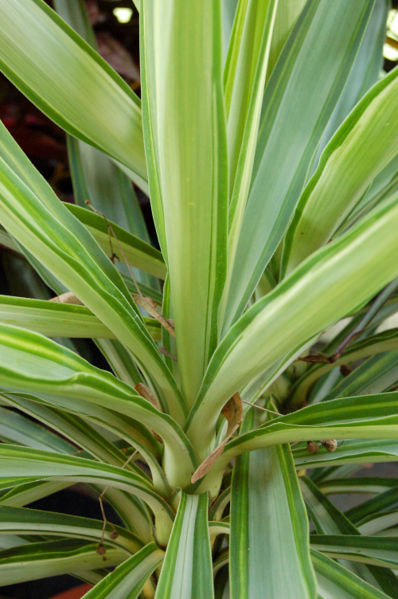 File:Yucca elephantipes Silver Star Section 2000px.jpg