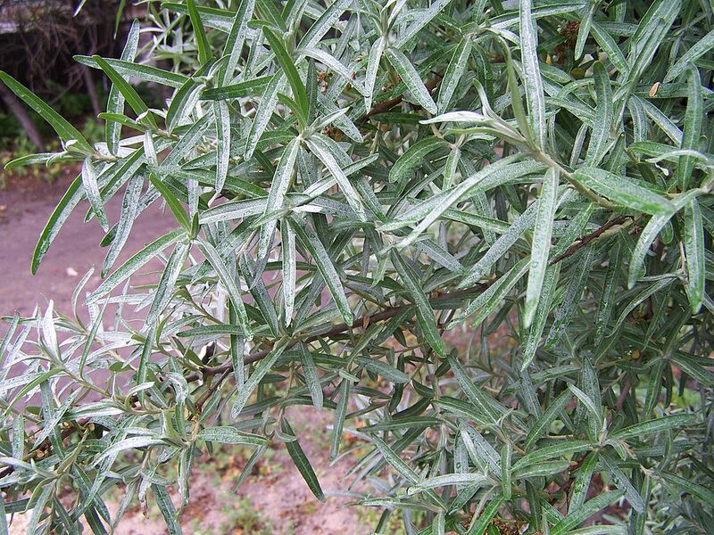File:1024px-Hippophae rhamnoides a1.jpg