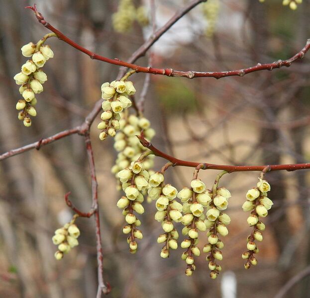 File:1064px-Stachyurus praecox.jpg