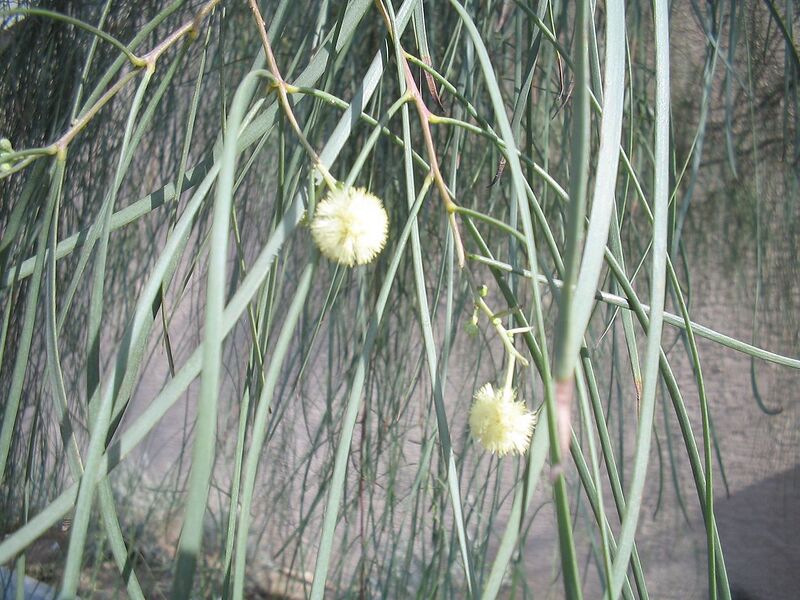 File:1280px-Acacia-stenophylla-flowers.jpg