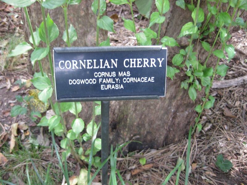 File:1280px-IMG 0706 bbg09.jpg