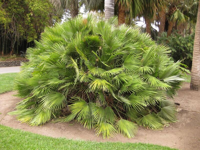 File:1280px-IMG 3945 hunt0904.jpg