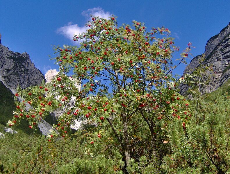 File:1280px-Sorbus-aucuparia.JPG