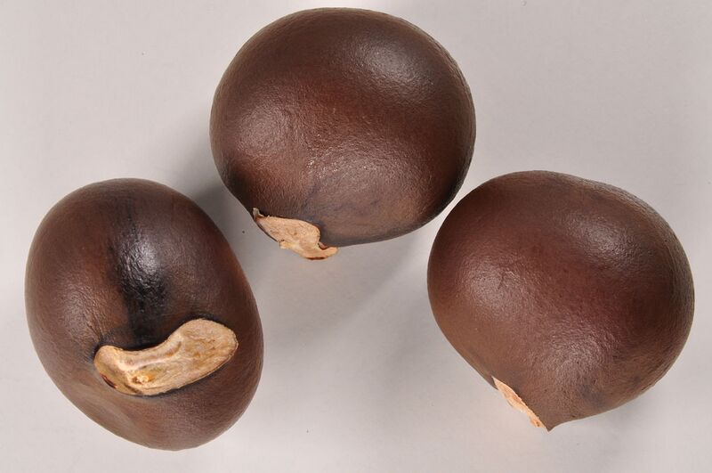 File:1280px-Xanthoceras sorbifolium 03.JPG