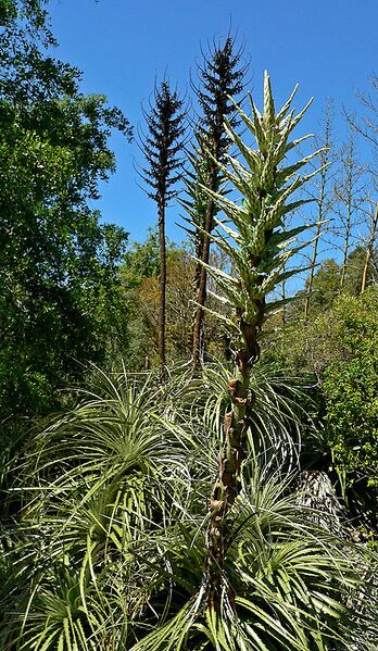 File:446px-Puya chilensis 3.jpg
