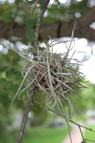 File:510px-Tillandsia recurvata.jpg