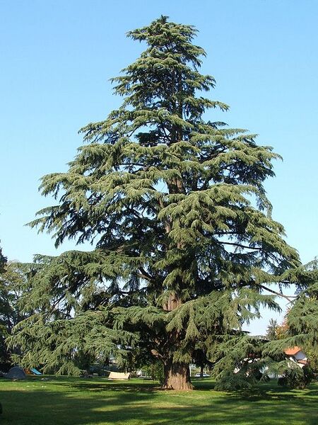 File:576px-Pedrengo cedro nel parco Frizzoni.jpg