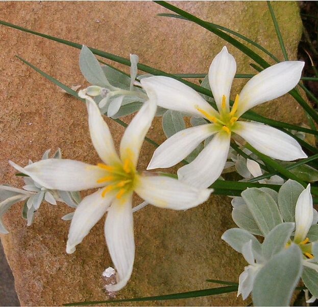 File:798px-Zephyranthes candida Flowers BotGard0906a.jpg