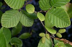 Speckled Alder Alnus incana subsp. rugosa