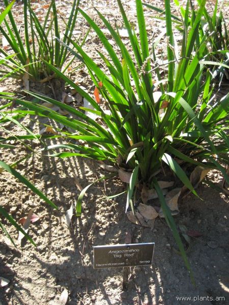 File:Anigozanthos-big red-IMG 0642 hunt07.jpg