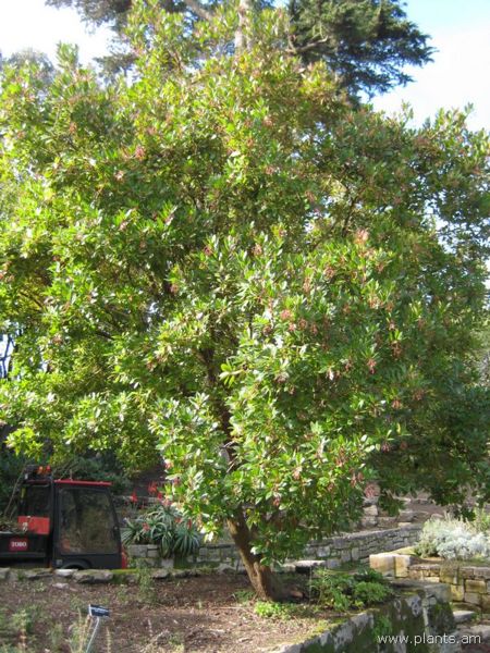 File:Arbutus unedo-strawberry tree-IMG 7312 sfbg0308.jpg