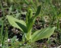 Coeloglossum viride plant with buds Germany - Hesse
