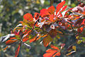 Thumbnail for version as of 09:12, 29 April 2025