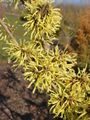 Hamamelis × intermedia (H. japonica × H. mollis)