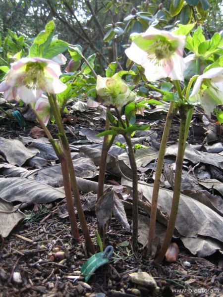 File:Helleborus orientalis-IMG 7210 sfbg0308.jpg