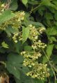 Masculine flowers of Humulus lupulus