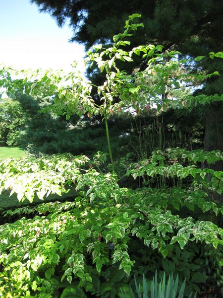 File:IMG 0095 nybg09.jpg