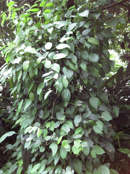 File:IMG 1142 bbg09.jpg