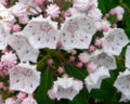 Kalmia latifolia Mountain laurel