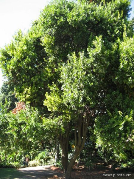 File:Macadamia integrifolia-IMG 0547 hunt07.jpg