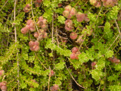 Muntries near harvest time