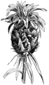 Pineapple etching