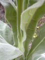 Thumbnail for version as of 04:51, 27 May 2007