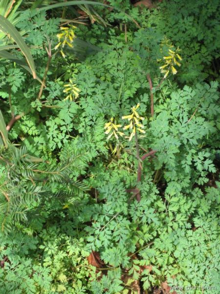 File:Taxus baccata-english yew-IMG 7191 sfbg0308.jpg