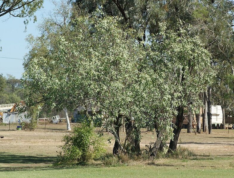 File:1006px-Santalum lanceolatum.jpg
