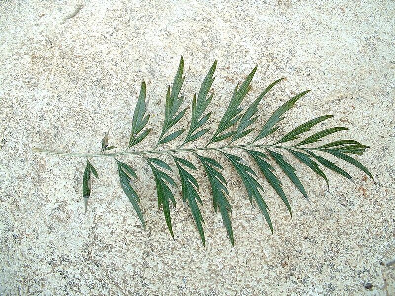 File:1280px-Grevillea robusta leaf 01.jpg