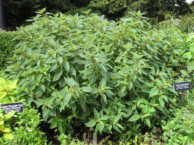 File:1280px-IMG 0737 bbg09.jpg