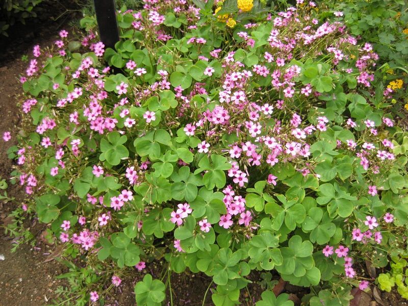 File:1280px-IMG 6898 hunt09jun.jpg