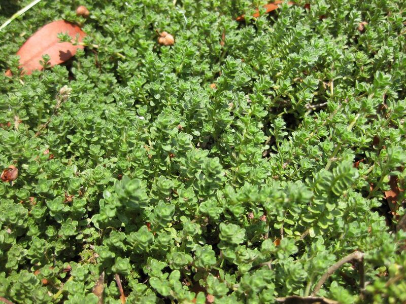 File:1280px-IMG 7694 hunt09jun.jpg